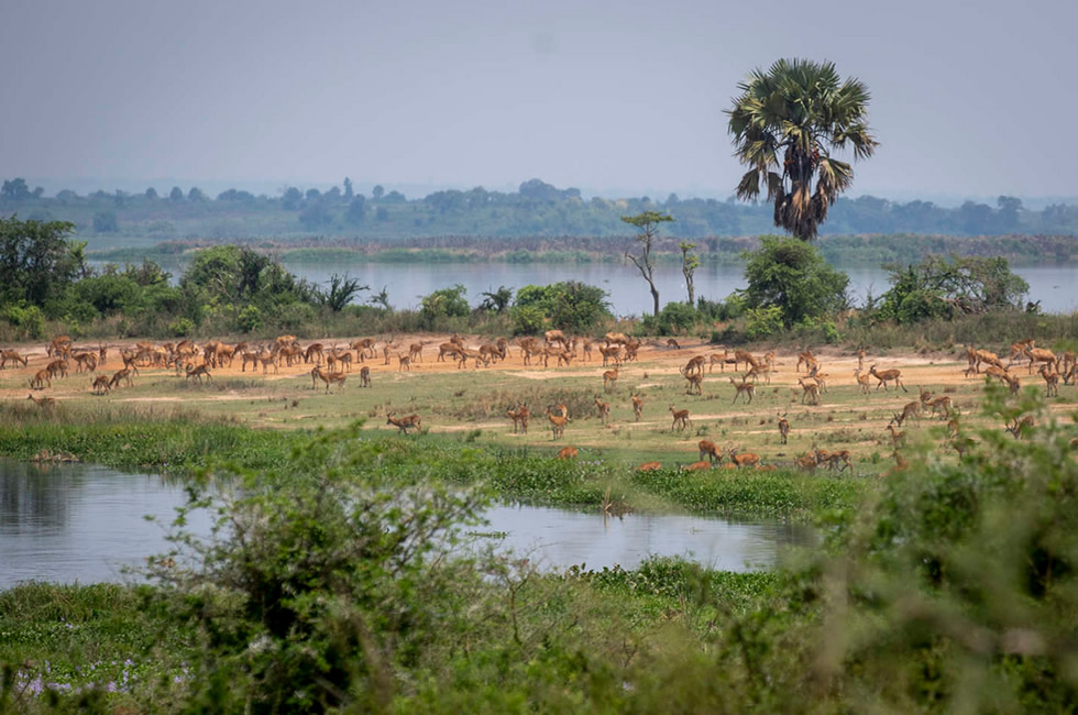 Murchison Falls National Park