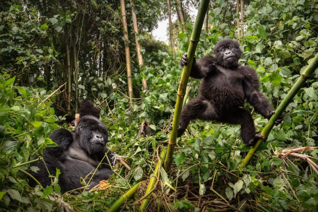 Uganda Mountain Gorillas